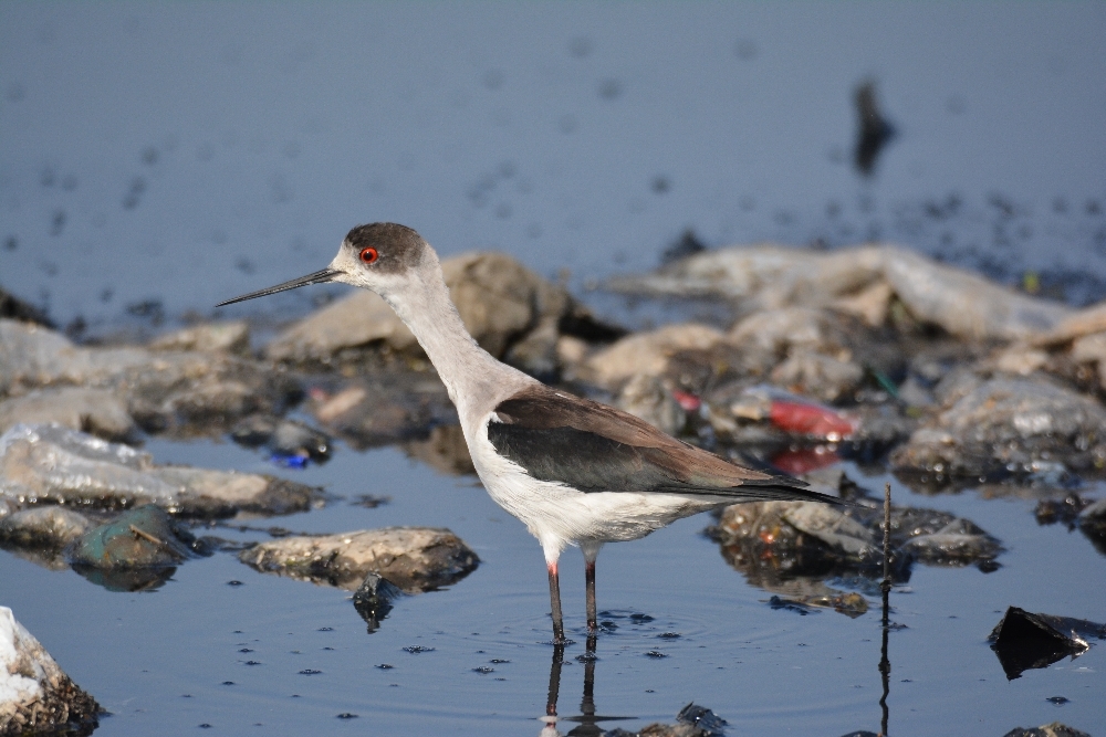 Black-winged Stilt