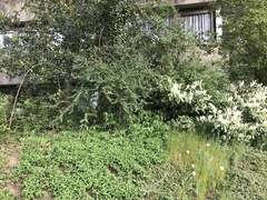 Polygonatum multiflorum