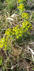 Euphorbia cyparissias