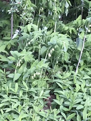 Polygonatum multiflorum