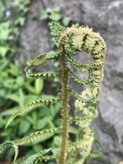 Dryopteris filix-mas