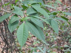Tabernaemontana alternifolia