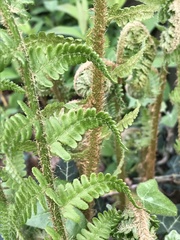 Dryopteris filix-mas