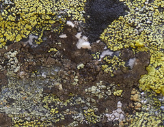 Protoparmelia badia