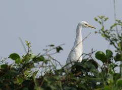 Bubulcus ibis