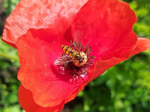 Marmalade Hover Fly
