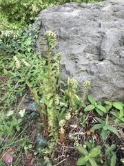 Dryopteris filix-mas