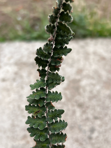 wavy scale cloakfern