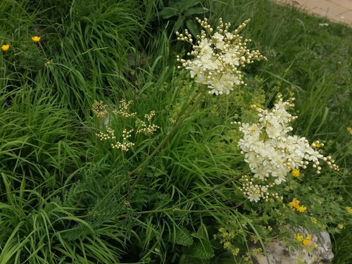 Наблюдение на iNaturalist