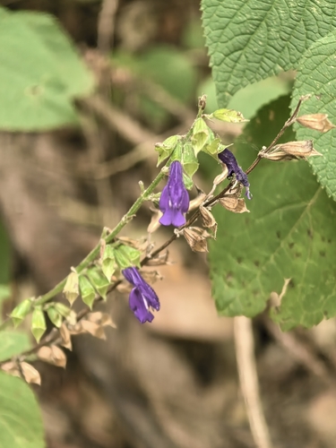 Salvia longispicata