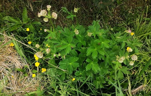 Наблюдение на iNaturalist