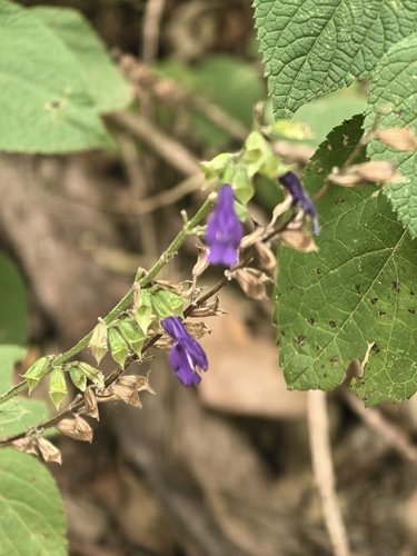 Salvia longispicata, photograph 2