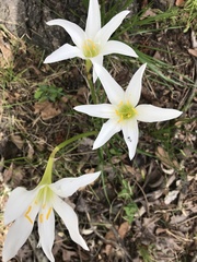 Zephyranthes candida