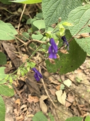 Salvia longispicata, photograph (c) Juan Carlos Pérez Magaña, some rights reserved (CC BY-SA)