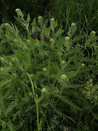 Наблюдение на iNaturalist