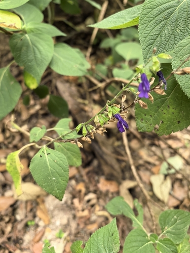 Salvia longispicata, photograph 4