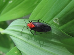 Capsodes bicolor
