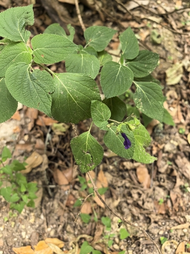 Salvia longispicata, photograph 5