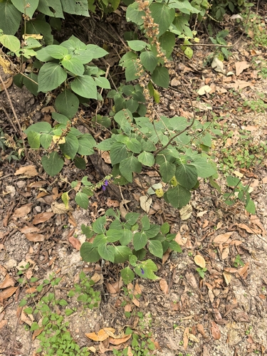 Salvia longispicata, photograph 6