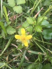 Waldsteinia fragarioides