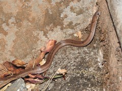 Oligodon taeniolatus