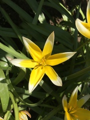 Tulipa urumiensis