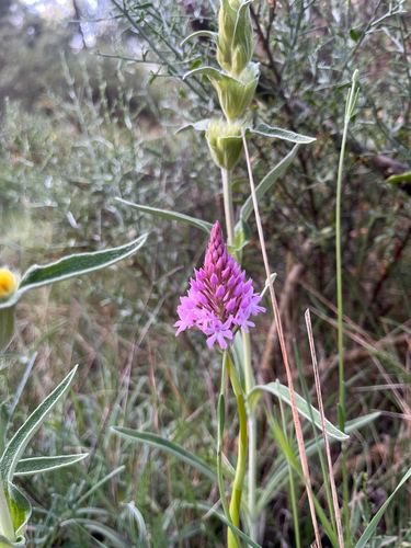 pyramidal orchid