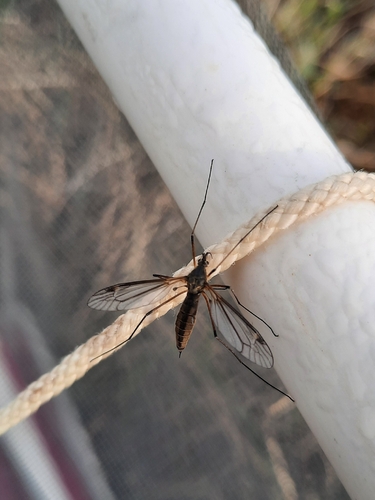 Prionocera