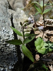Cardamine angustata