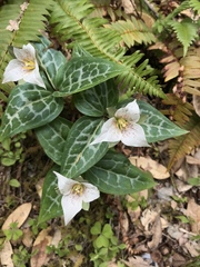 Pseudotrillium rivale