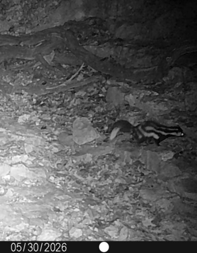 Desert Spotted Skunk