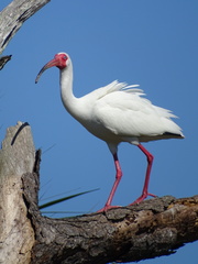 Eudocimus albus