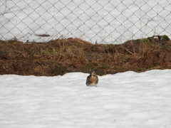 Turdus pilaris