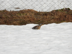 Turdus pilaris