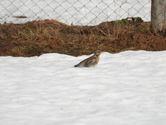Turdus pilaris