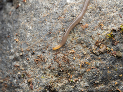 Statomicroplana ruteocephala
