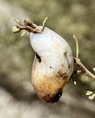 iNaturalist observation photo of Clastoptera