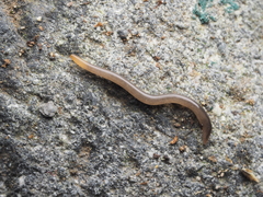 Statomicroplana ruteocephala