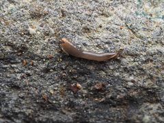 Statomicroplana ruteocephala