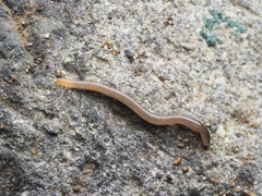 Statomicroplana ruteocephala