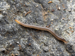 Statomicroplana ruteocephala