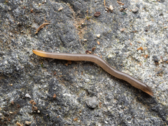 Statomicroplana ruteocephala