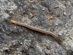 Statomicroplana ruteocephala
