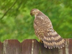 Accipiter cooperii