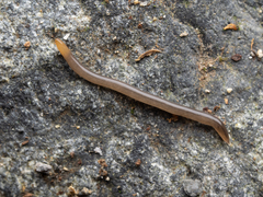 Statomicroplana ruteocephala