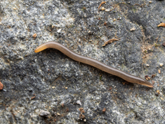 Statomicroplana ruteocephala