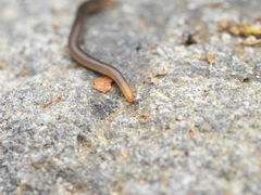 Statomicroplana ruteocephala
