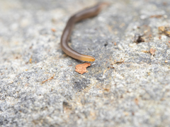 Statomicroplana ruteocephala