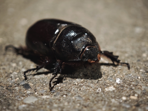 Greek rhinoceros beetle