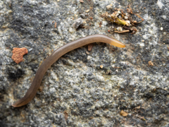 Statomicroplana ruteocephala